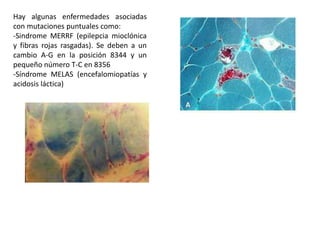 Hay algunas enfermedades asociadas
con mutaciones puntuales como:
-Sindrome MERRF (epilepcia mioclónica
y fibras rojas rasgadas). Se deben a un
cambio A-G en la posición 8344 y un
pequeño número T-C en 8356
-Síndrome MELAS (encefalomiopatías y
acidosis láctica)
 