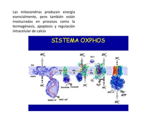 Las mitocondrias producen energía
esencialmente, pero también están
involucradas en procesos como la
termogénesis, apoptosis y regulación
intracelular de calcio
 