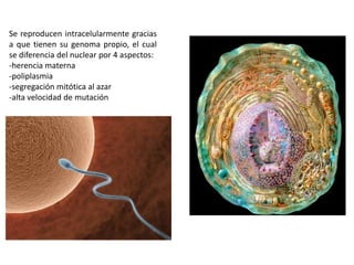 Se reproducen intracelularmente gracias
a que tienen su genoma propio, el cual
se diferencia del nuclear por 4 aspectos:
-herencia materna
-poliplasmia
-segregación mitótica al azar
-alta velocidad de mutación
 