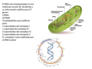 El DNA esta empaquetado en una
molécula circular de 16,569 pb y
su información codifica para 37
genes:
2 RNAr
22 RNAt
13 polipéptidos que codifican
para:
7 subunidades del complejo I
1 subunidad del complejo III
3 subunidades del complejo IV
2 subunidades del complejo V
El complejo II esta codificado por
el DNA nuclear
 