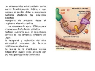 Las enfermedades mitocondriales varían
mucho fenotípicamente debido a que
también se pueden deber a mutaciones
nucleares afectando los siguientes
aspectos:
-transporte de proteínas desde el
citoplasma a las mitocondrias.
    -se requieren de aprox. 1000 ps para
el proceso de fosforilación oxidativa
-factores nucleares para el ensamblado
correcto de los complejos (síndrome de
Leigh)
-la integridad y replicación del DNA
mitocondrial requieren de factores
codificados en el núcleo.
-La bicapa de la membrana interna
mitocondrial puede verse alterada por
una mala producción de cardiolipina
 