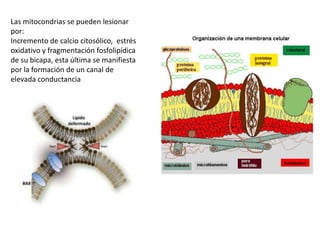Las mitocondrias se pueden lesionar
por:
Incremento de calcio citosólico, estrés
oxidativo y fragmentación fosfolipídica
de su bicapa, esta última se manifiesta
por la formación de un canal de
elevada conductancia
 