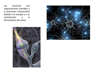 Las      neuronas      son
especialmente sensibles a
la disfunción mitocondrial
debido a la energía y a su
contribución      a      la
homeostasis del calcio
 