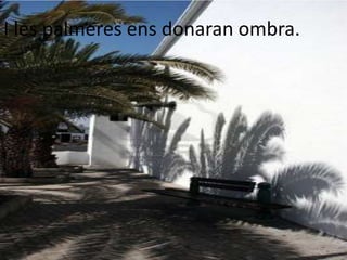 I les palmeres ens donaran ombra.
 
