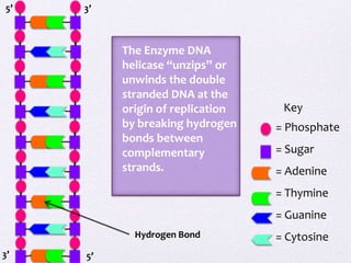 DNA Model | PPTX