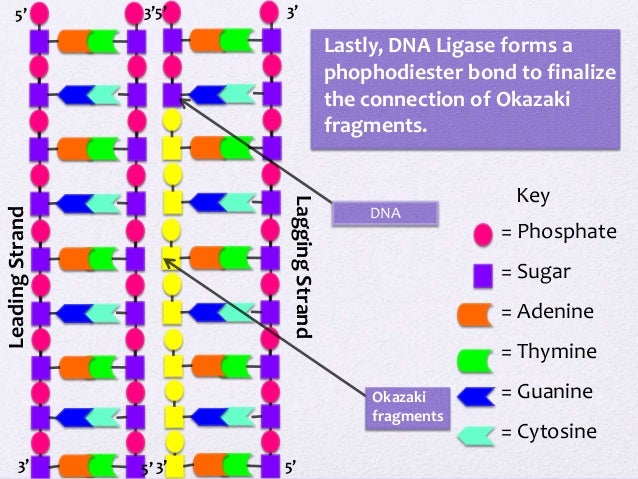 DNA Model