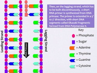 DNA Primase

Lagging Strand

Leading Strand

Then, on the lagging strand, which has
to be built discontinuously, a short
RNA primer is synthesized from DNA
primase. The primer is extended in a 5’
to 3’ direction, with short DNA
segments called Okazaki fragments
formed from DNA Polymerase II.

Key
= Phosphate
= Sugar
= Adenine
= Thymine
= Guanine
= Cytosine

 