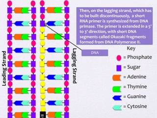 Then, on the lagging strand, which has
to be built discontinuously, a short
RNA primer is synthesized from DNA
primase. The primer is extended in a 5’
to 3’ direction, with short DNA
segments called Okazaki fragments
formed from DNA Polymerase II.

Leading Strand

Lagging Strand

DNA

Key
= Phosphate
= Sugar
= Adenine
= Thymine
= Guanine

II

= Cytosine

 