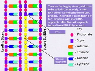 Lagging Strand

Leading Strand

Then, on the lagging strand, which has
to be built discontinuously, a short
RNA primer is synthesized from DNA
primase. The primer is extended in a 5’
to 3’ direction, with short DNA
segments called Okazaki fragments
formed from DNA Polymerase II.
DNA

Key
= Phosphate
= Sugar
= Adenine
= Thymine

Okazaki
fragments

= Guanine
= Cytosine

 