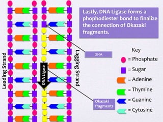 DNA Ligase

Lagging Strand

Leading Strand

Lastly, DNA Ligase forms a
phophodiester bond to finalize
the connection of Okazaki
fragments.

DNA

Key
= Phosphate
= Sugar
= Adenine
= Thymine

Okazaki
fragments

= Guanine
= Cytosine

 