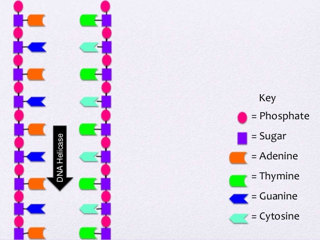 Dna Model