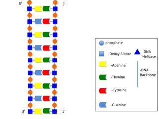 5’

3’

phosphate
-Deoxy Ribose

-DNA
Helicase

-Adenine
-Thynine
-Cytosine

-Guanine
3’

5’

-DNA
Backbone

 