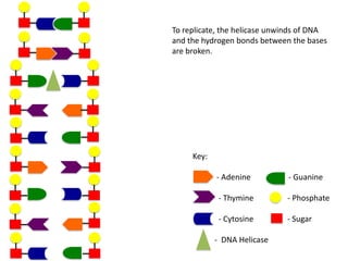 To replicate, the helicase unwinds of DNA
and the hydrogen bonds between the bases
are broken.

Key:
- Adenine

- Guanine

- Thymine

- Phosphate

- Cytosine

- Sugar

- DNA Helicase

 