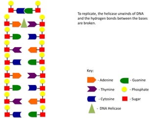 To replicate, the helicase unwinds of DNA
and the hydrogen bonds between the bases
are broken.

Key:
- Adenine

- Guanine

- Thymine

- Phosphate

- Cytosine

- Sugar

- DNA Helicase

 