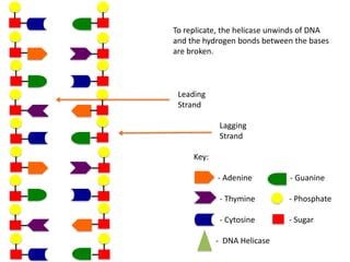 To replicate, the helicase unwinds of DNA
and the hydrogen bonds between the bases
are broken.

Leading
Strand
Lagging
Strand
Key:
- Adenine

- Guanine

- Thymine

- Phosphate

- Cytosine

- Sugar

- DNA Helicase

 