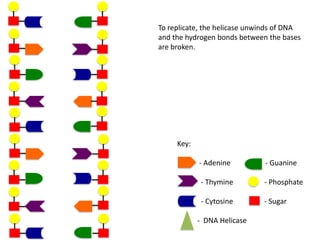 To replicate, the helicase unwinds of DNA
and the hydrogen bonds between the bases
are broken.

Key:
- Adenine

- Guanine

- Thymine

- Phosphate

- Cytosine

- Sugar

- DNA Helicase

 
