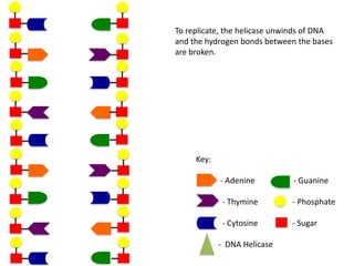To replicate, the helicase unwinds of DNA
and the hydrogen bonds between the bases
are broken.

Key:
- Adenine

- Guanine

- Thymine

- Phosphate

- Cytosine

- Sugar

- DNA Helicase

 