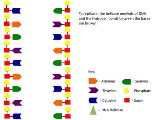 To replicate, the helicase unwinds of DNA
and the hydrogen bonds between the bases
are broken.

Key:
- Adenine

- Guanine

- Thymine

- Phosphate

- Cytosine

- Sugar

- DNA Helicase

 