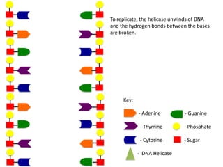 To replicate, the helicase unwinds of DNA
and the hydrogen bonds between the bases
are broken.

Key:
- Adenine

- Guanine

- Thymine

- Phosphate

- Cytosine

- Sugar

- DNA Helicase

 
