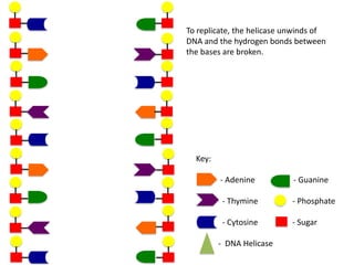 To replicate, the helicase unwinds of
DNA and the hydrogen bonds between
the bases are broken.

Key:
- Adenine

- Guanine

- Thymine

- Phosphate

- Cytosine

- Sugar

- DNA Helicase

 