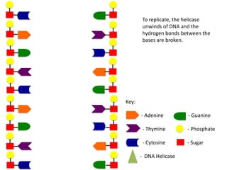 To replicate, the helicase
unwinds of DNA and the
hydrogen bonds between the
bases are broken.

Key:
- Adenine

- Guanine

- Thymine

- Phosphate

- Cytosine

- Sugar

- DNA Helicase

 