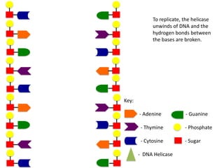 To replicate, the helicase
unwinds of DNA and the
hydrogen bonds between
the bases are broken.

Key:
- Adenine

- Guanine

- Thymine

- Phosphate

- Cytosine

- Sugar

- DNA Helicase

 