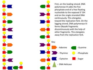 First, on the leading strand, DNA
polymerase III adds the five
phosphate end of a free floating
nucleotide to the exposed 3’ OH
end on the single stranded DNA
continuously. This elongates
toward the replication fork. On the
lagging strand, DNA polymerase III
forms Okazaki fragments
discontinuously with the help of
other fragments. This elongates
away from the replication fork.
Key:
- Adenine

- Guanine

- Thymine

- Phosphate

- Cytosine

- Sugar

- DNA Helicase

 