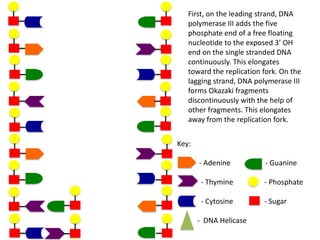 First, on the leading strand, DNA
polymerase III adds the five
phosphate end of a free floating
nucleotide to the exposed 3’ OH
end on the single stranded DNA
continuously. This elongates
toward the replication fork. On the
lagging strand, DNA polymerase III
forms Okazaki fragments
discontinuously with the help of
other fragments. This elongates
away from the replication fork.
Key:
- Adenine

- Guanine

- Thymine

- Phosphate

- Cytosine

- Sugar

- DNA Helicase

 