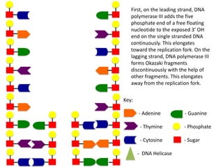 First, on the leading strand, DNA
polymerase III adds the five
phosphate end of a free floating
nucleotide to the exposed 3’ OH
end on the single stranded DNA
continuously. This elongates
toward the replication fork. On the
lagging strand, DNA polymerase III
forms Okazaki fragments
discontinuously with the help of
other fragments. This elongates
away from the replication fork.
Key:
- Adenine

- Guanine

- Thymine

- Phosphate

- Cytosine

- Sugar

- DNA Helicase

 