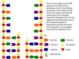 First, on the leading strand, DNA
polymerase III adds the five
phosphate end of a free floating
nucleotide to the exposed 3’ OH
end on the single stranded DNA
continuously. This elongates
toward the replication fork. On the
lagging strand, DNA polymerase III
forms Okazaki fragments
discontinuously with the help of
other fragments. This elongates
away from the replication fork.
Key:
- Adenine

- Guanine

- Thymine

- Phosphate

- Cytosine

- Sugar

- DNA Helicase

 