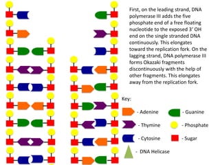 First, on the leading strand, DNA
polymerase III adds the five
phosphate end of a free floating
nucleotide to the exposed 3’ OH
end on the single stranded DNA
continuously. This elongates
toward the replication fork. On the
lagging strand, DNA polymerase III
forms Okazaki fragments
discontinuously with the help of
other fragments. This elongates
away from the replication fork.
Key:
- Adenine

- Guanine

- Thymine

- Phosphate

- Cytosine

- Sugar

- DNA Helicase

 