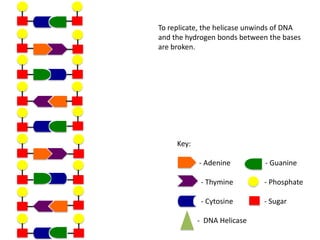 To replicate, the helicase unwinds of DNA
and the hydrogen bonds between the bases
are broken.

Key:
- Adenine

- Guanine

- Thymine

- Phosphate

- Cytosine

- Sugar

- DNA Helicase

 