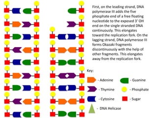 First, on the leading strand, DNA
polymerase III adds the five
phosphate end of a free floating
nucleotide to the exposed 3’ OH
end on the single stranded DNA
continuously. This elongates
toward the replication fork. On the
lagging strand, DNA polymerase III
forms Okazaki fragments
discontinuously with the help of
other fragments. This elongates
away from the replication fork.
Key:
- Adenine

- Guanine

- Thymine

- Phosphate

- Cytosine

- Sugar

- DNA Helicase

 