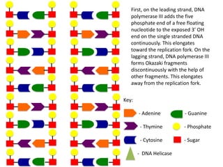 First, on the leading strand, DNA
polymerase III adds the five
phosphate end of a free floating
nucleotide to the exposed 3’ OH
end on the single stranded DNA
continuously. This elongates
toward the replication fork. On the
lagging strand, DNA polymerase III
forms Okazaki fragments
discontinuously with the help of
other fragments. This elongates
away from the replication fork.
Key:
- Adenine

- Guanine

- Thymine

- Phosphate

- Cytosine

- Sugar

- DNA Helicase

 