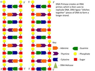 5’

3’

5’

3’

DNA Primase creates an RNA
primer, which is then uses to
replicate DNA. DNA ligase “stitches
together” pieces of DNA to form a
longer strand.

Key:
- Adenine

- Guanine

- Thymine

- Phosphate

- Cytosine

- Sugar

- DNA Helicase
3’

5’

3’

5’

 