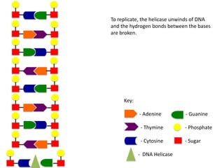 To replicate, the helicase unwinds of DNA
and the hydrogen bonds between the bases
are broken.

Key:
- Adenine

- Guanine

- Thymine

- Phosphate

- Cytosine

- Sugar

- DNA Helicase

 