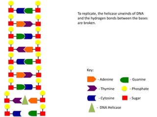 To replicate, the helicase unwinds of DNA
and the hydrogen bonds between the bases
are broken.

Key:
- Adenine

- Guanine

- Thymine

- Phosphate

- Cytosine

- Sugar

- DNA Helicase

 