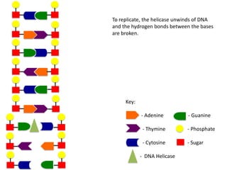 To replicate, the helicase unwinds of DNA
and the hydrogen bonds between the bases
are broken.

Key:
- Adenine

- Guanine

- Thymine

- Phosphate

- Cytosine

- Sugar

- DNA Helicase

 