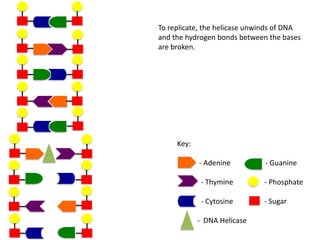 To replicate, the helicase unwinds of DNA
and the hydrogen bonds between the bases
are broken.

Key:
- Adenine

- Guanine

- Thymine

- Phosphate

- Cytosine

- Sugar

- DNA Helicase

 