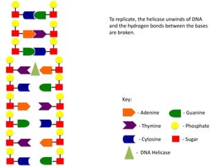 To replicate, the helicase unwinds of DNA
and the hydrogen bonds between the bases
are broken.

Key:
- Adenine

- Guanine

- Thymine

- Phosphate

- Cytosine

- Sugar

- DNA Helicase

 