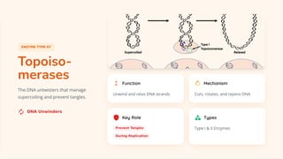 Essential DNA Modification Enzymes: Tools Powering Genetic Engineering ...