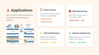 Essential DNA Modification Enzymes: Tools Powering Genetic Engineering ...