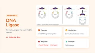 Essential DNA Modification Enzymes: Tools Powering Genetic Engineering ...