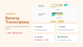 Essential DNA Modification Enzymes: Tools Powering Genetic Engineering ...