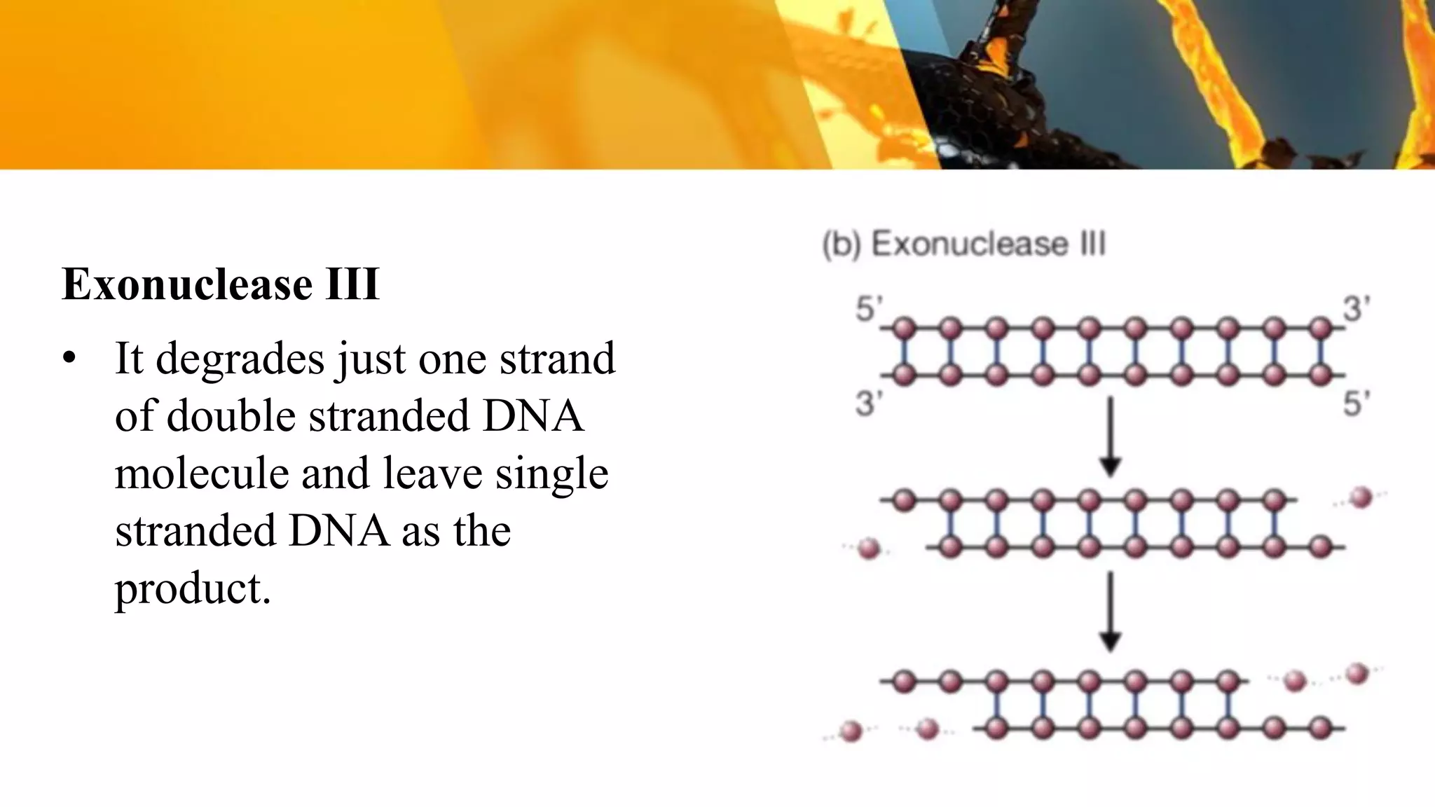 Dna modifying enzymes | PDF