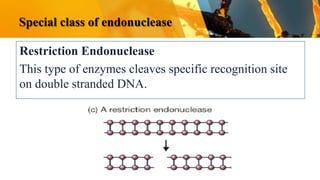 Dna modifying enzymes | PDF