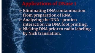 Applications of DNase 1
➢Eliminating DNA contamination
from preparation of RNA.
➢Analyzing the DNA -protien
interaction via DNA foot printing.
➢Nicking DNA prior to radio labeling
by Nick translation.
 