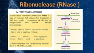 Ribonuclease (RNase )
 