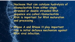 ● Nuclease that can catalyse hydrolysis of
ribonucleotide from either single
stranded or double stranded RNA
sequence are called ribonucleotide .
● RNA is important for RNA maturation
and processing .
● RNase A and RNase H play important
role in initial defence mechanism against
RNA viral infection.
 