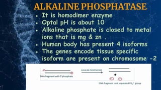 ALKALINE PHOSPHATASE
● It is homodimer enzyme
● Optal pH is about 10
● Alkaline phosphate is closed to metal
ions that is mg & zn .
● Human body has present 4 isoforms
● The genes encode tissue specific
isoform are present on chromosome -2
 